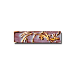 Portugal Bugs Mealworms Chocolate Bar 30g Portugal Bugs Mealworms Chocolate Bar 30g